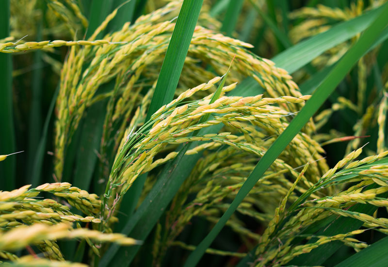 水稻遗传转化服务