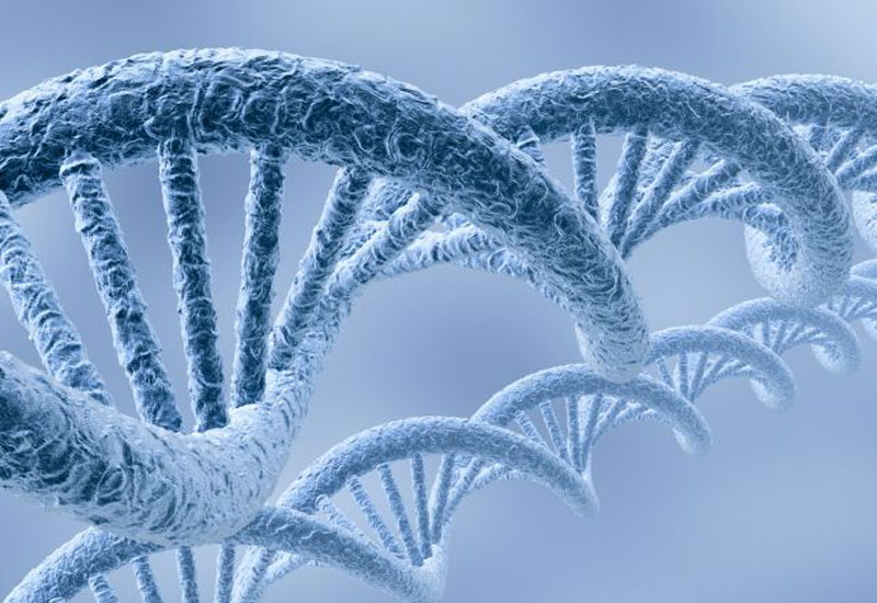 T-DNA插入检测及染色体步移