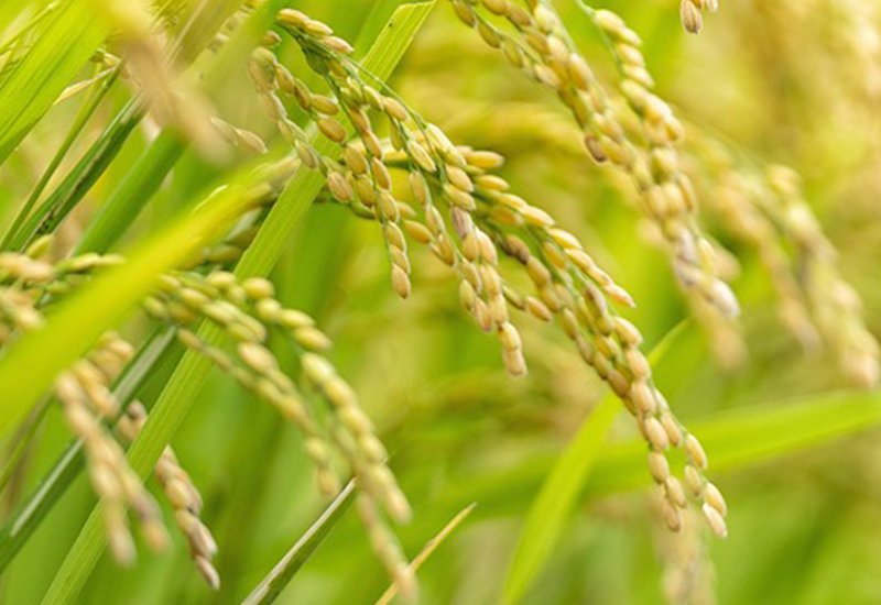 水稻品种开发