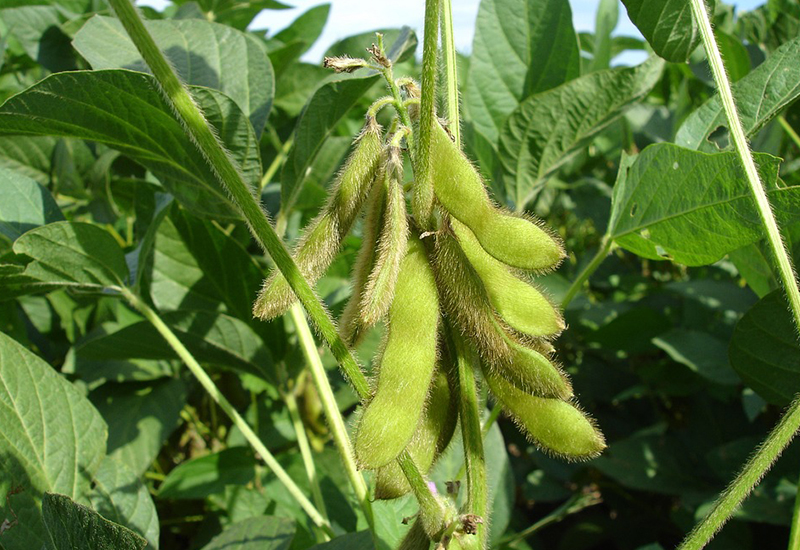 大豆品种开发