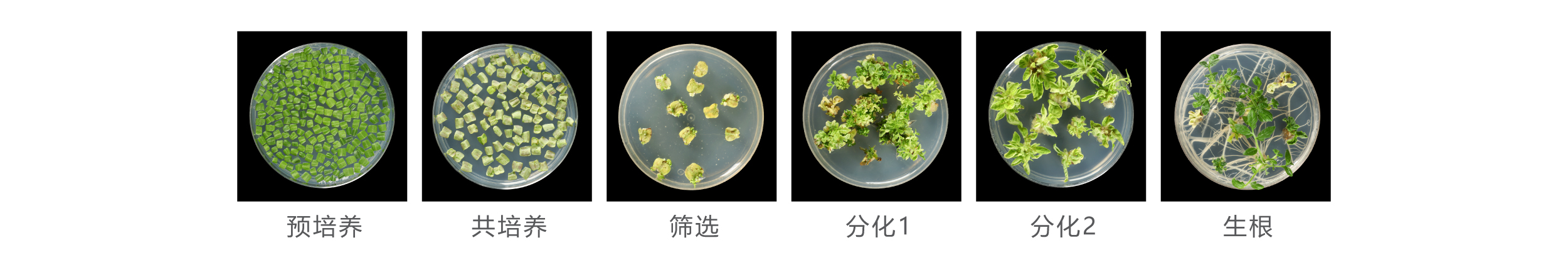 番茄