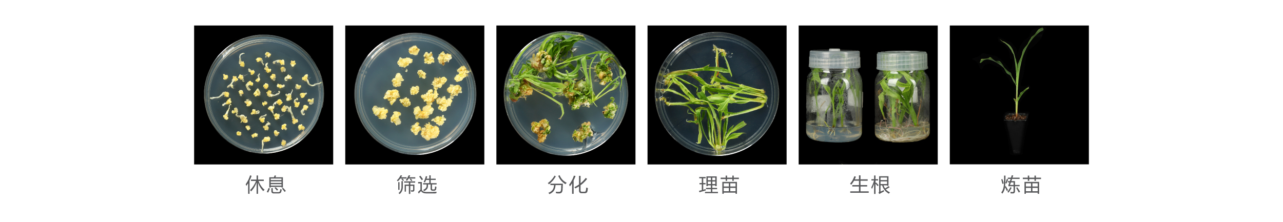 玉米