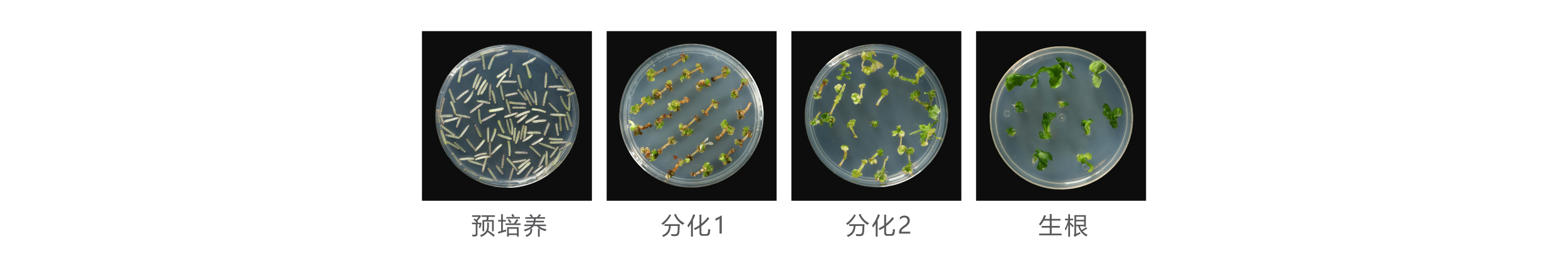 油菜