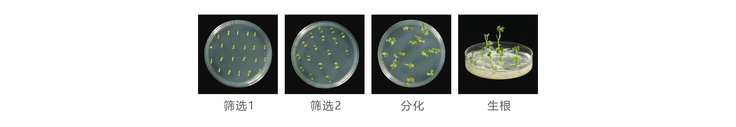 马铃薯