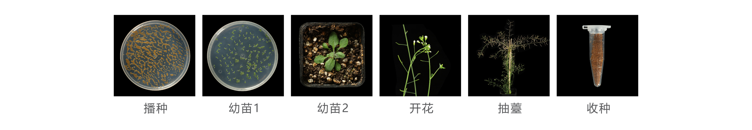 拟南芥